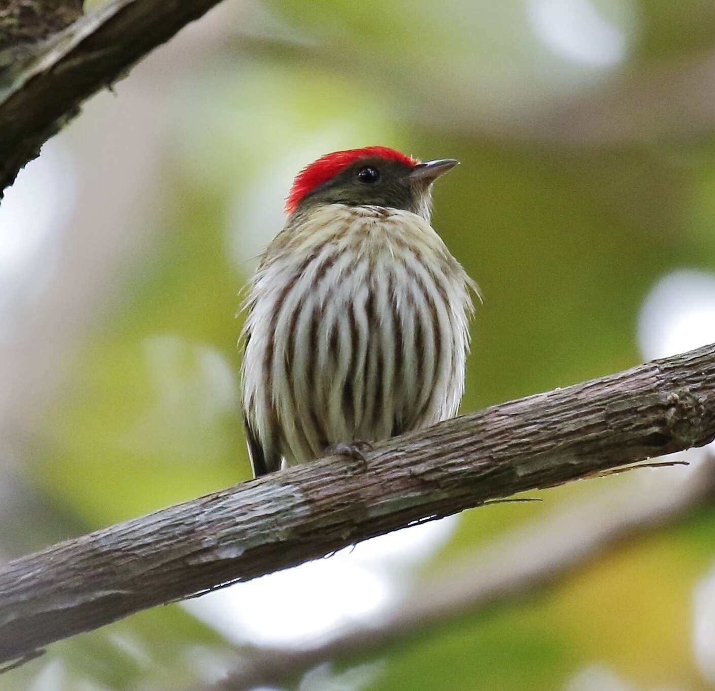 Image of Eastern Striped Manakin