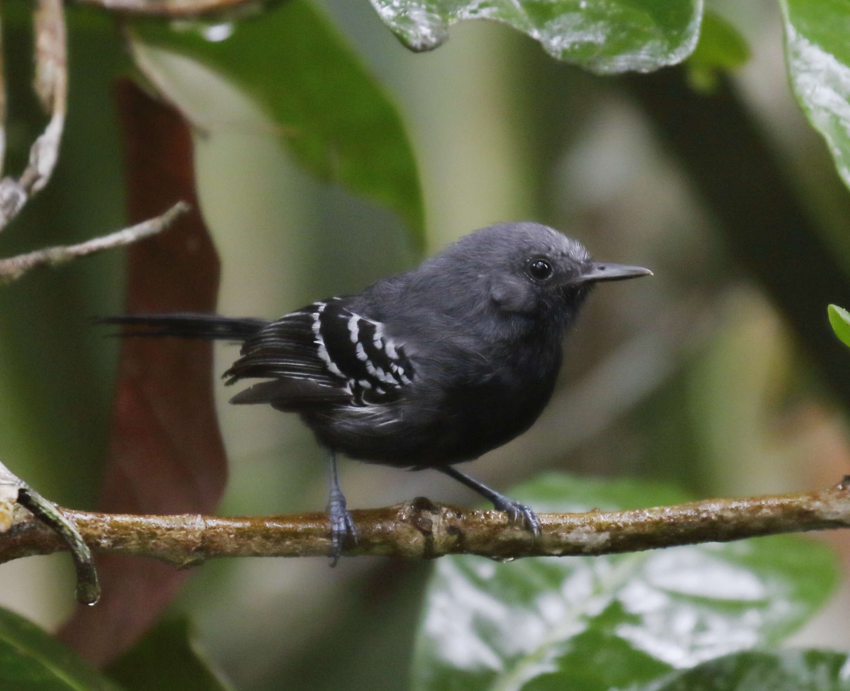 Image of Narrow-billed Antwren