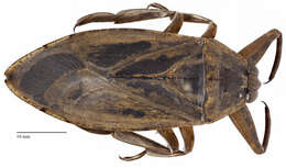 Image of Giant Water Bug