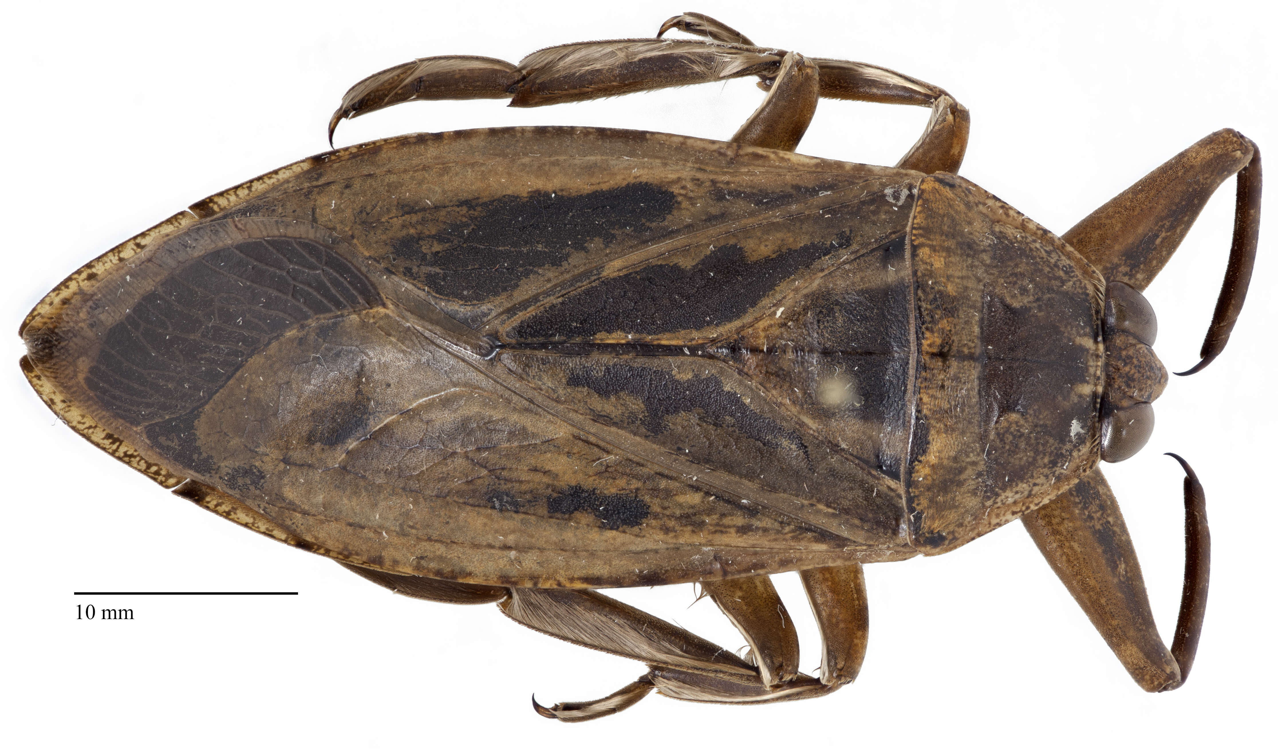 Image of Giant Water Bug