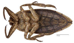 Image of Giant Water Bug