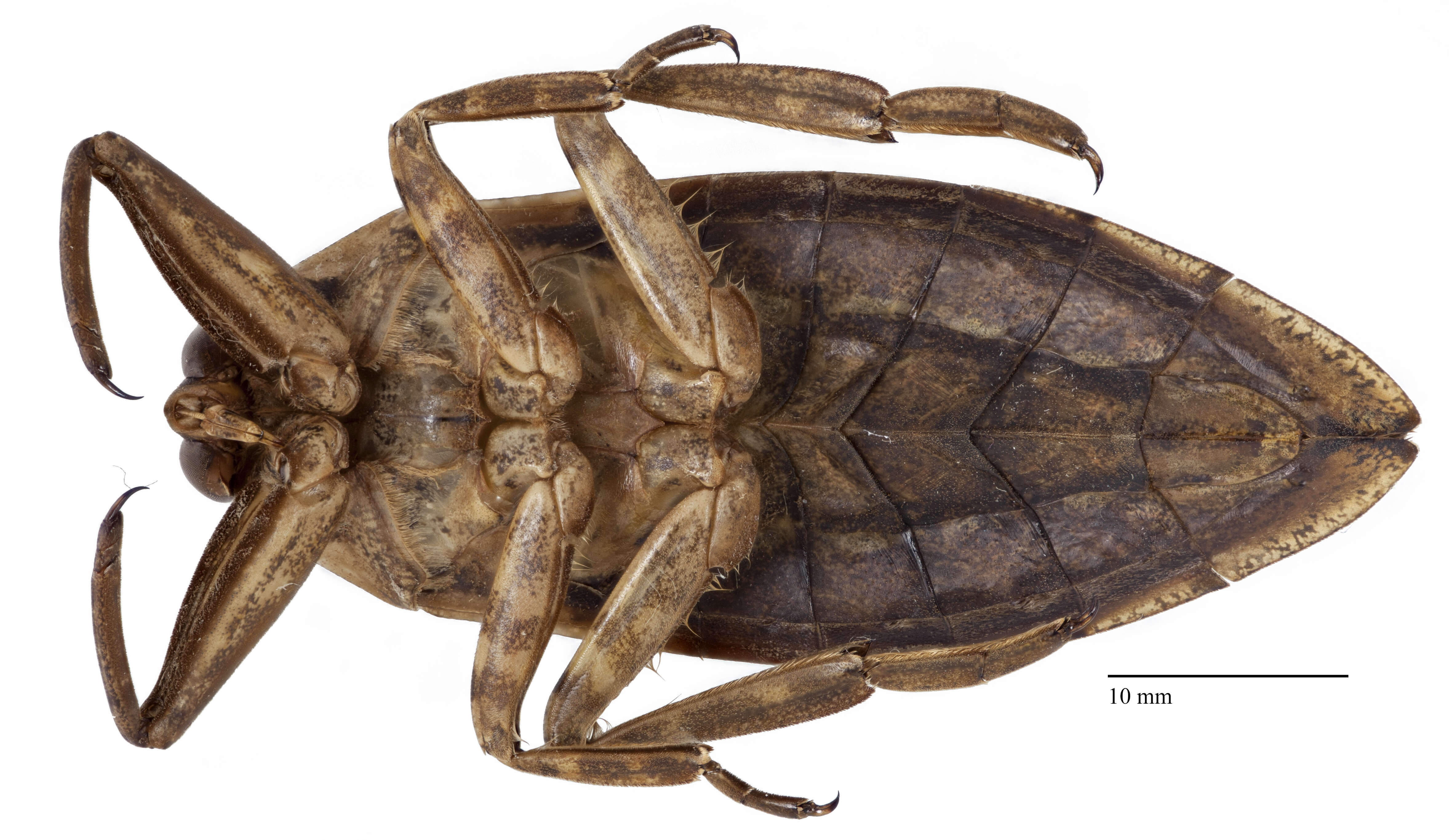 Image of Giant Water Bug