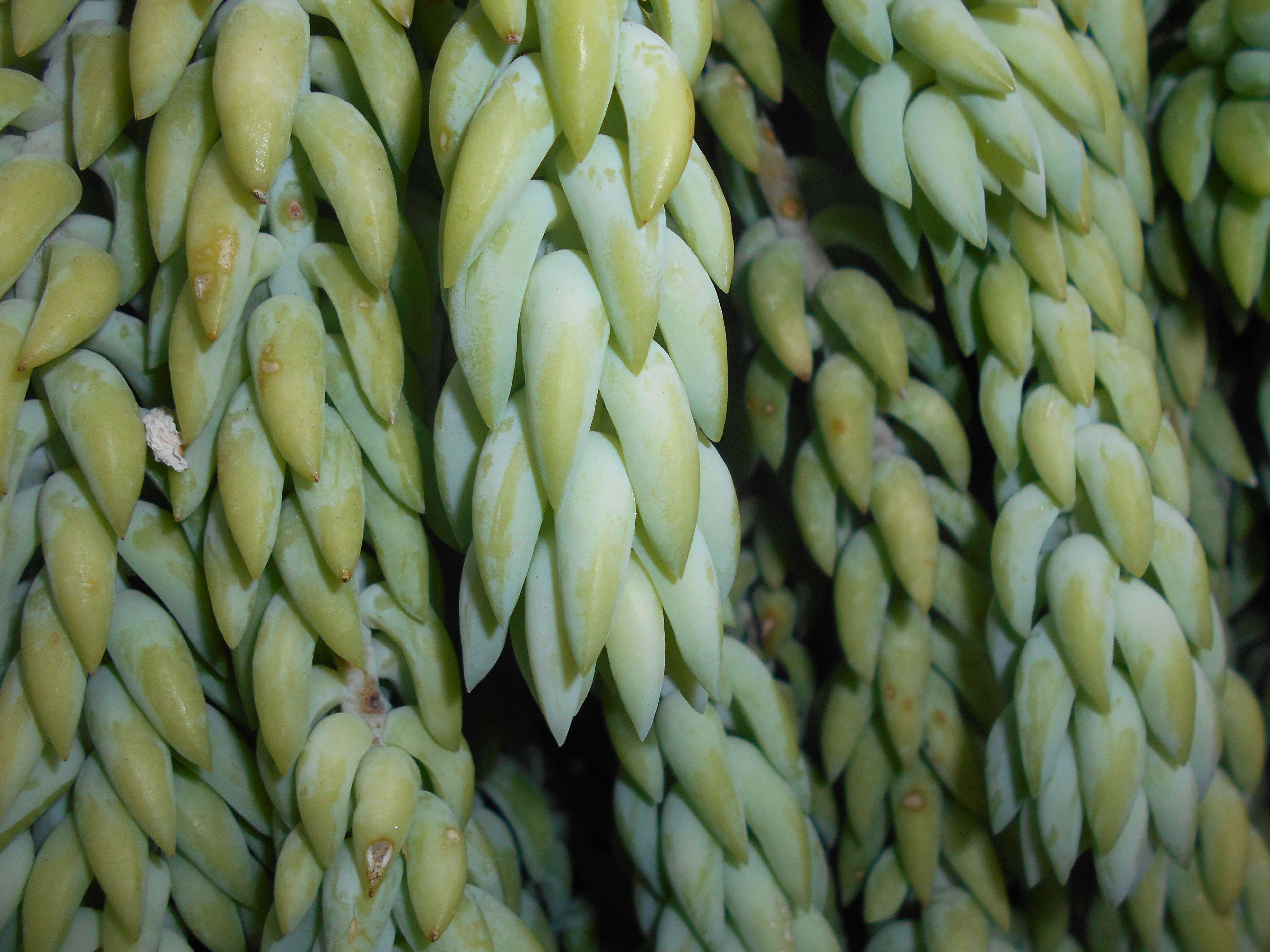 Image of Sedum morganianum Walther