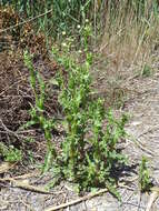 Слика од Sonchus asper (L.) Hill