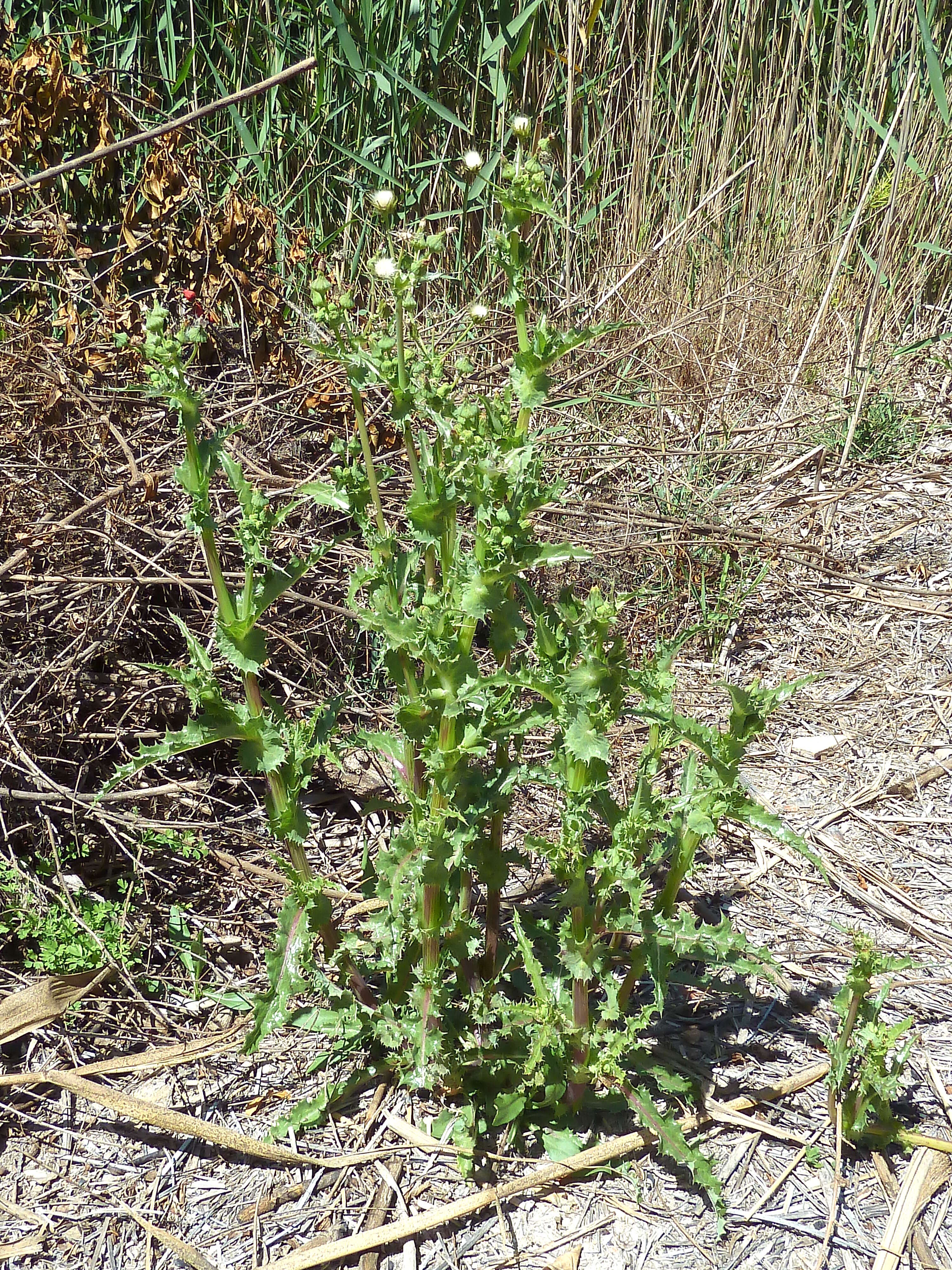 Слика од Sonchus asper (L.) Hill