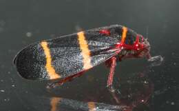 Image of Two-lined Spittlebug