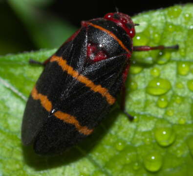 Image of Two-lined Spittlebug