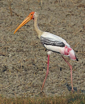 Image of Painted Stork