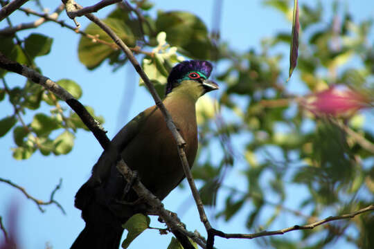 Image of Purple-crested Turaco