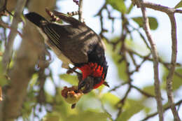 Image of Black-collared Barbet