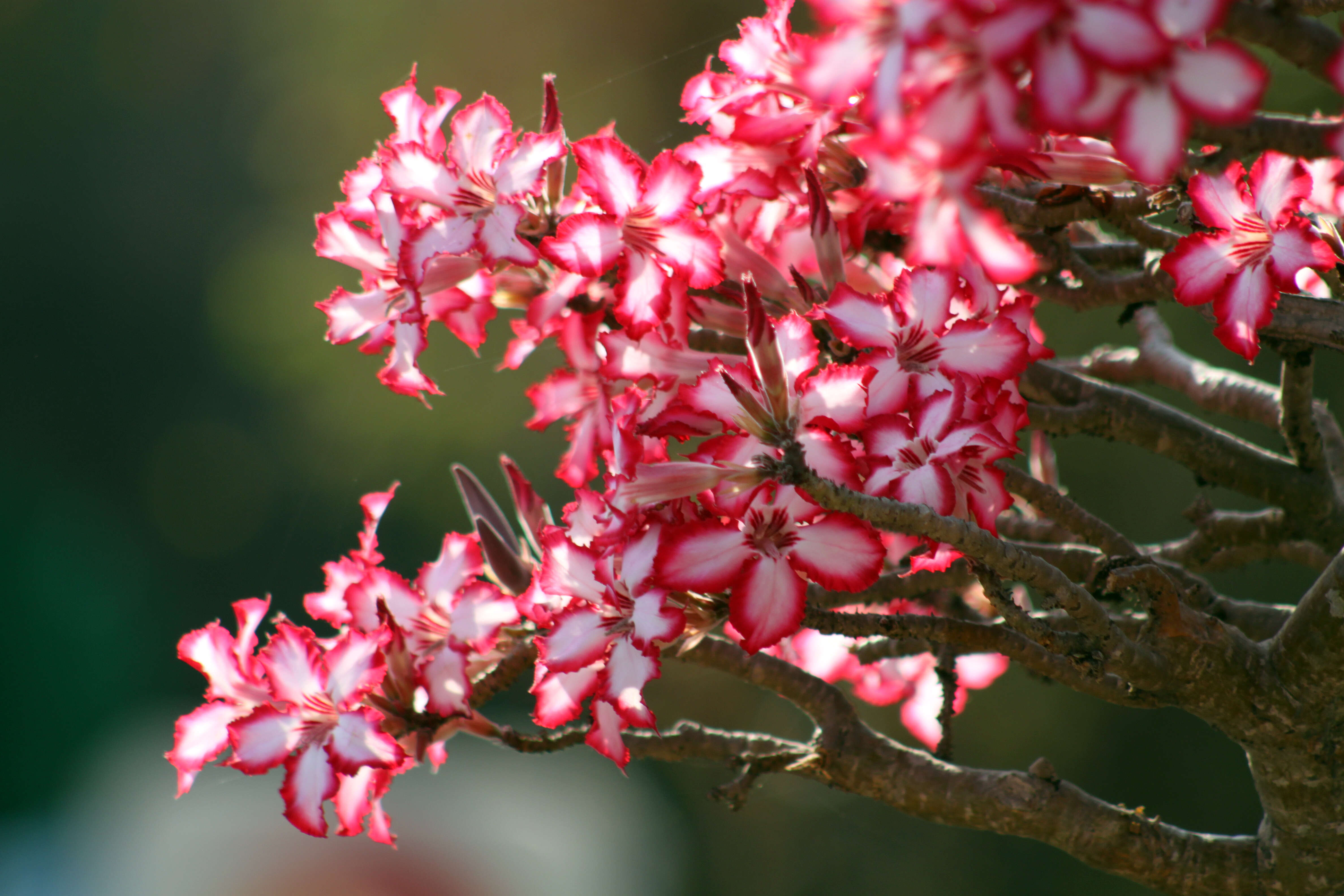 Image de Adenium obesum subsp. multiflorum (Klotzsch) G. D. Rowley