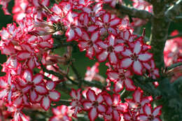 Image de Adenium obesum subsp. multiflorum (Klotzsch) G. D. Rowley