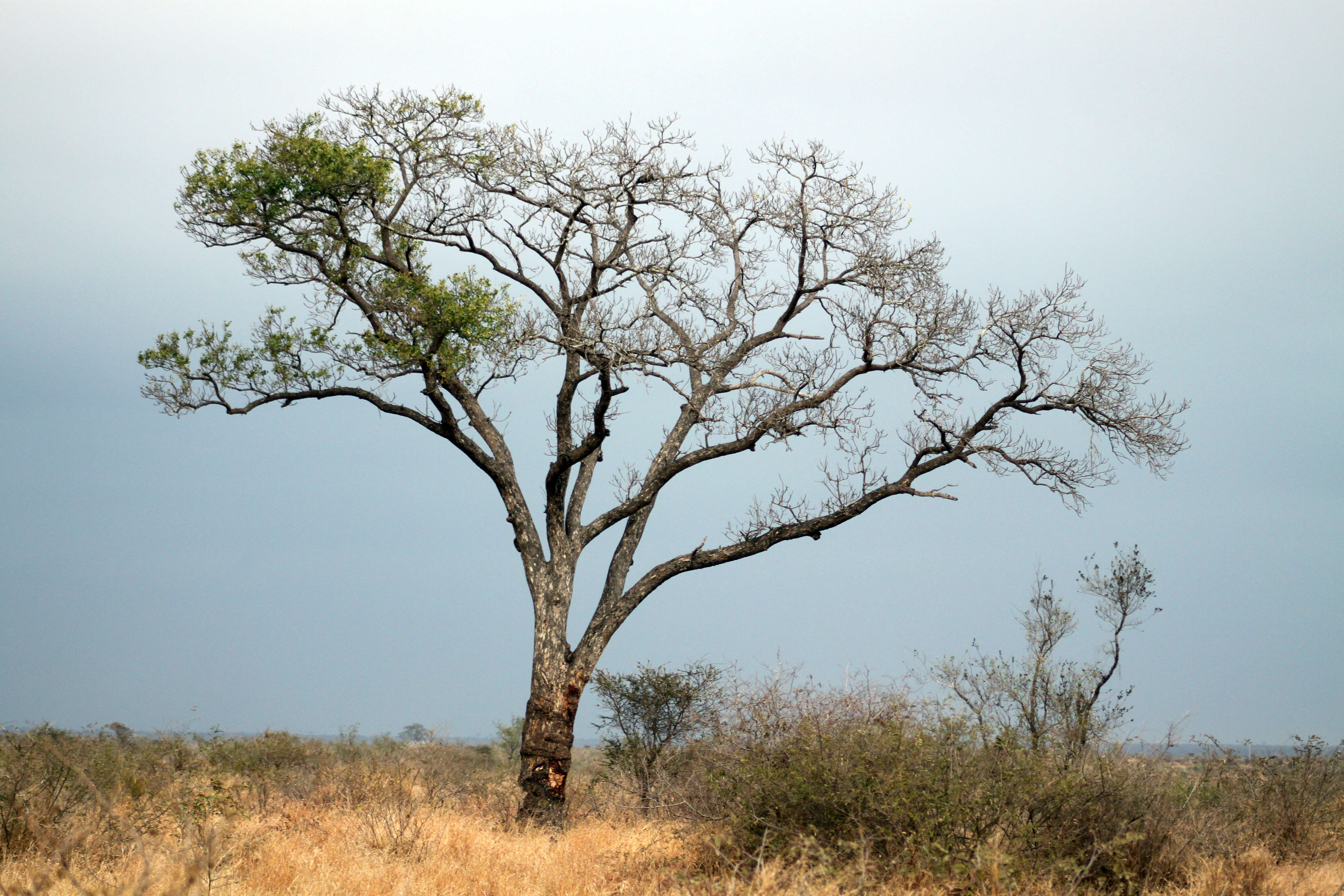 Image of marula