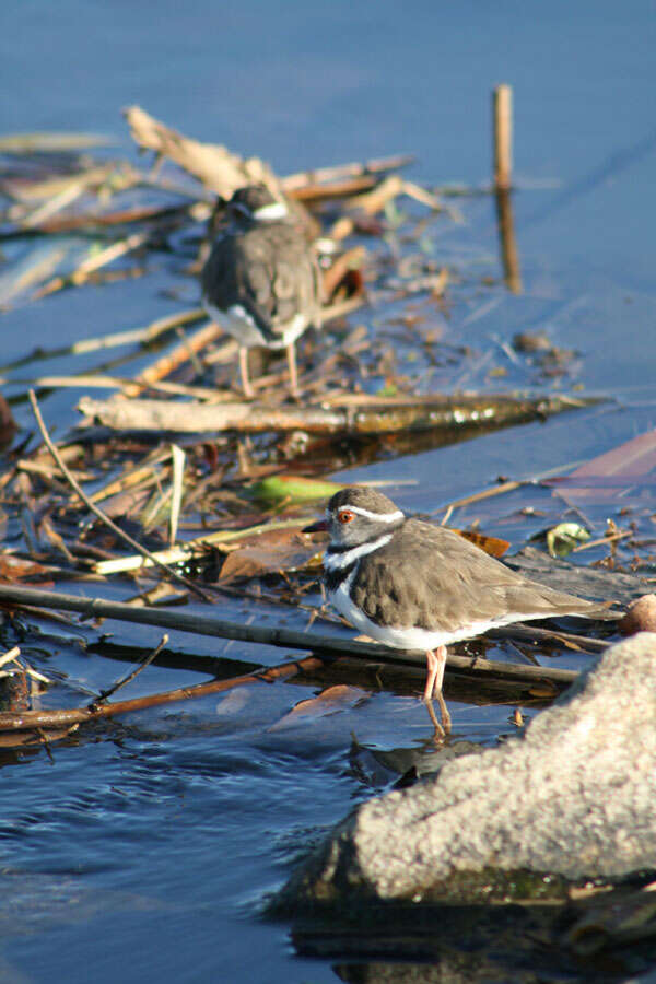 Image of African Three-banded Plover