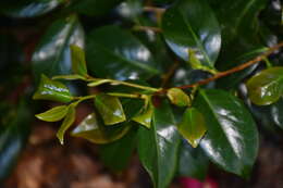 Image of camellia