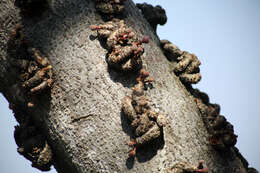 Image of Knobbly fig