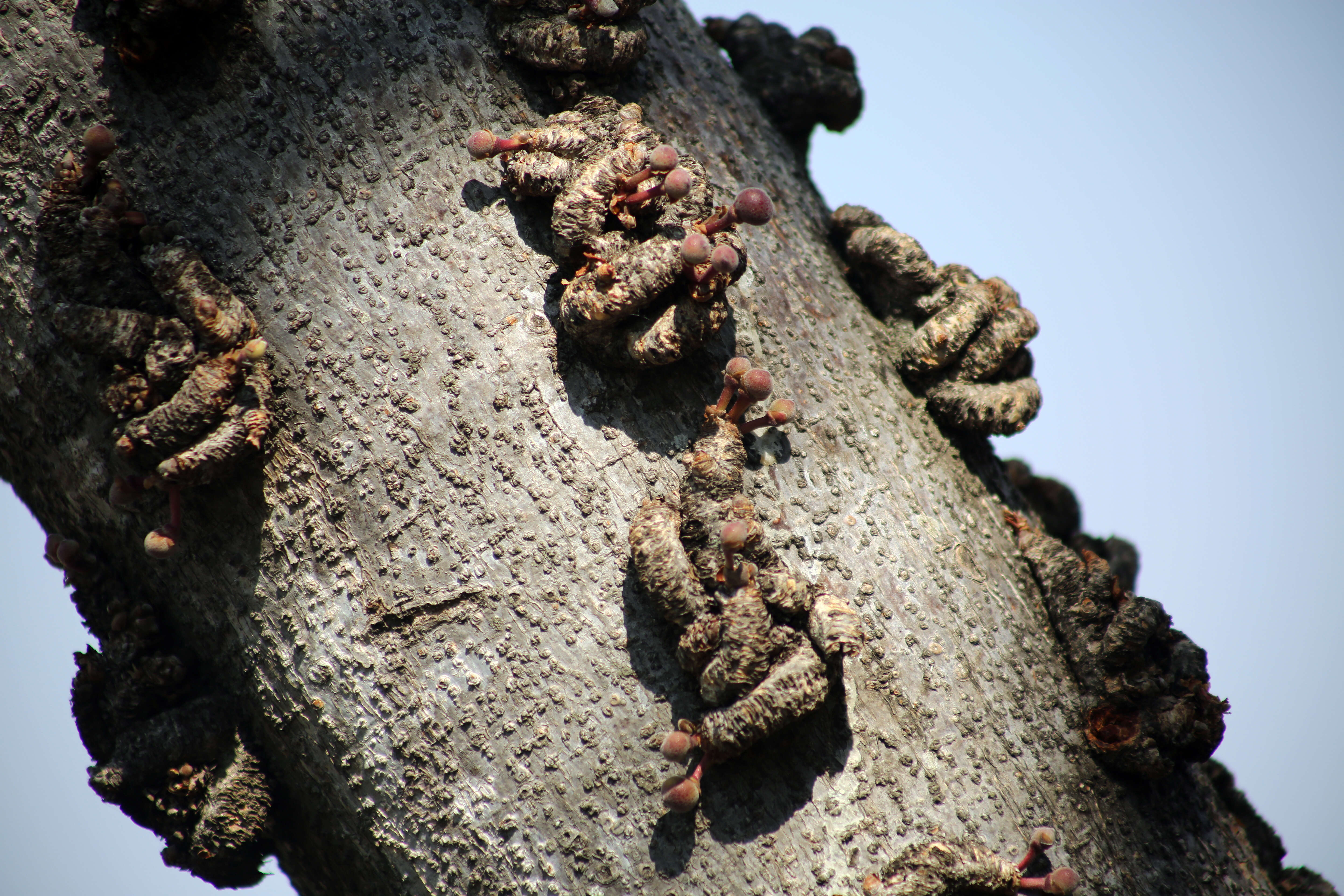 Image of Knobbly fig