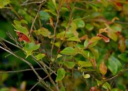 Imagem de Camellia lutchuensis Ito ex Ito & Matsum.