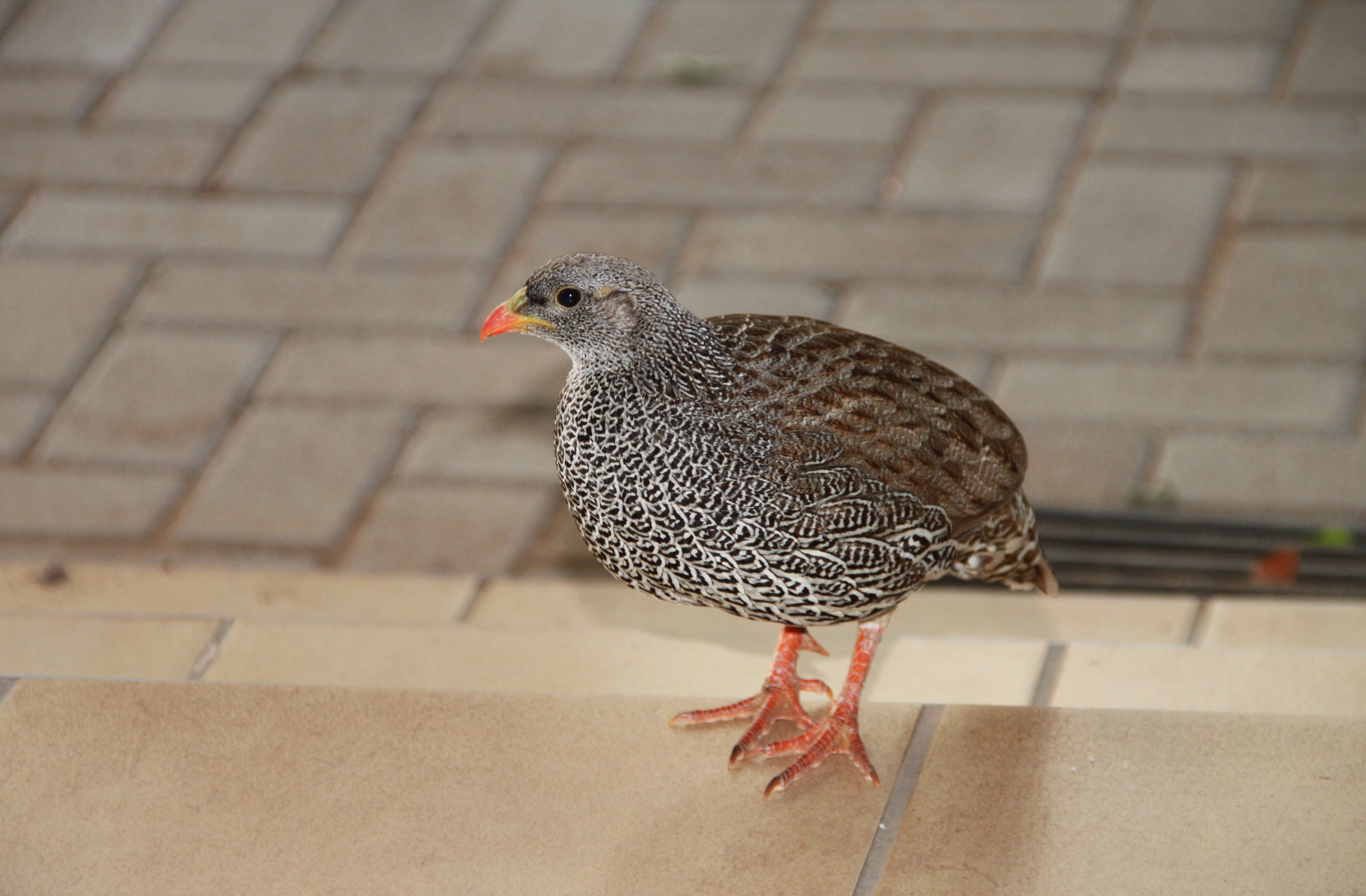 Image of Natal Francolin