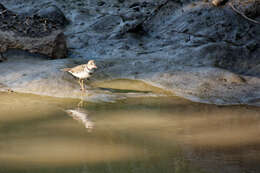 Image of African Three-banded Plover