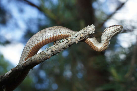 Image of Smooth Snakes