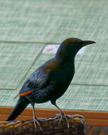 Image of Red-winged Starling