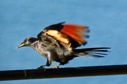 Image of Red-winged Starling