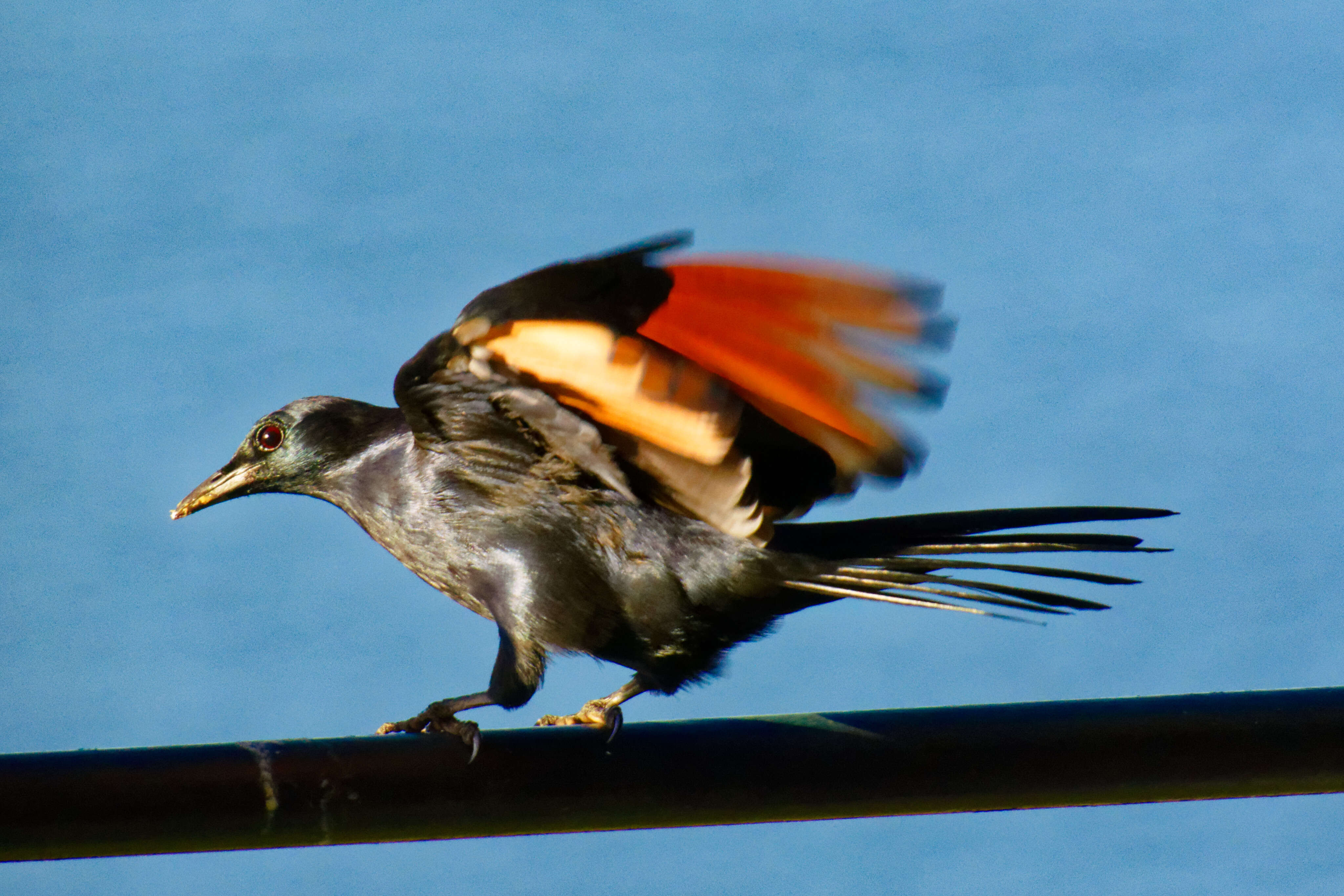 Image of Red-winged Starling