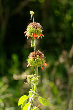 Leonotis ocymifolia (Burm. fil.) Iwarsson resmi