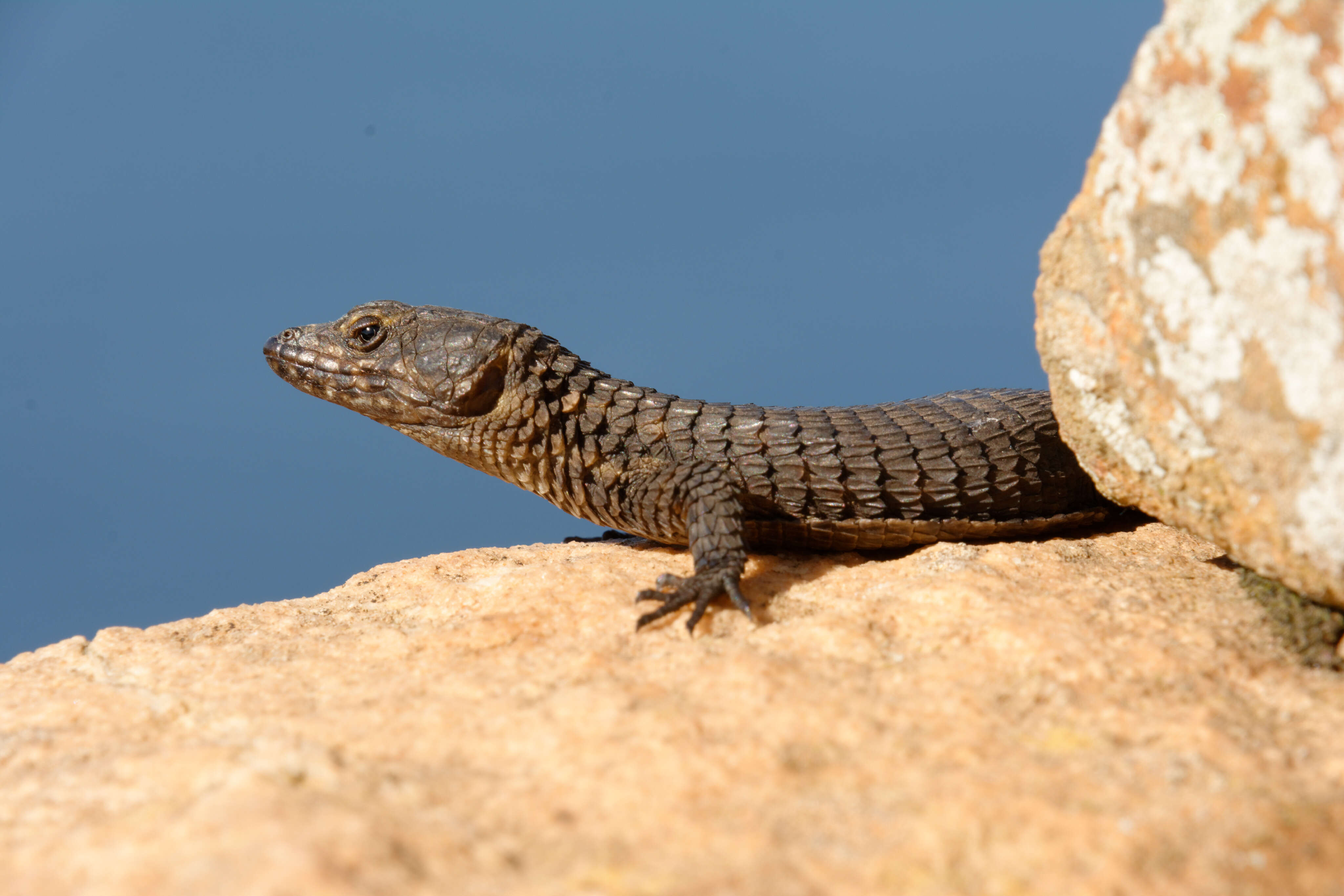 Image of Black girdled lizard