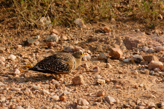 Image of Double-banded Sandgrouse