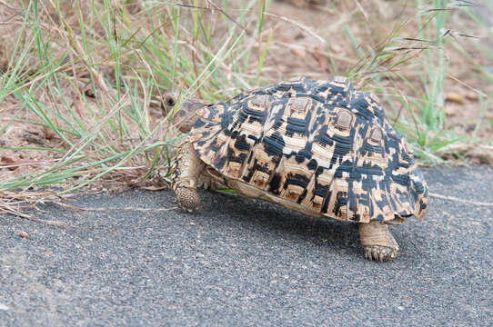 Image of Stigmochelys