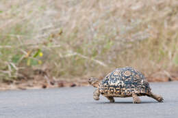 Image of Stigmochelys