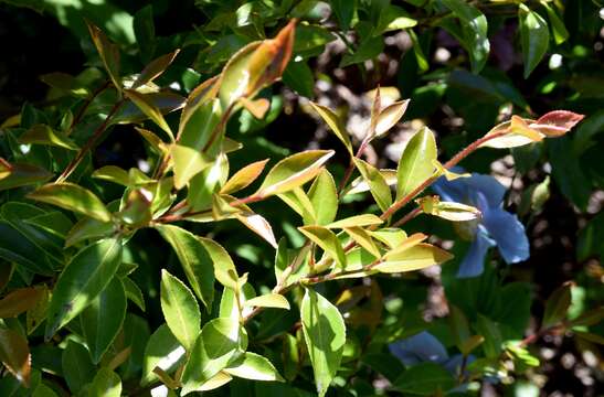 Image of Camellia sasanqua