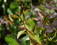 Image of Camellia sasanqua