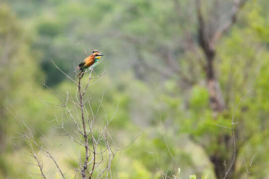 Image of bee-eater, european bee-eater