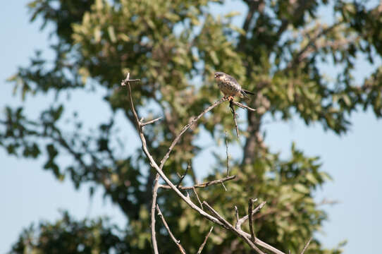 Plancia ëd Falco amurensis Radde 1863