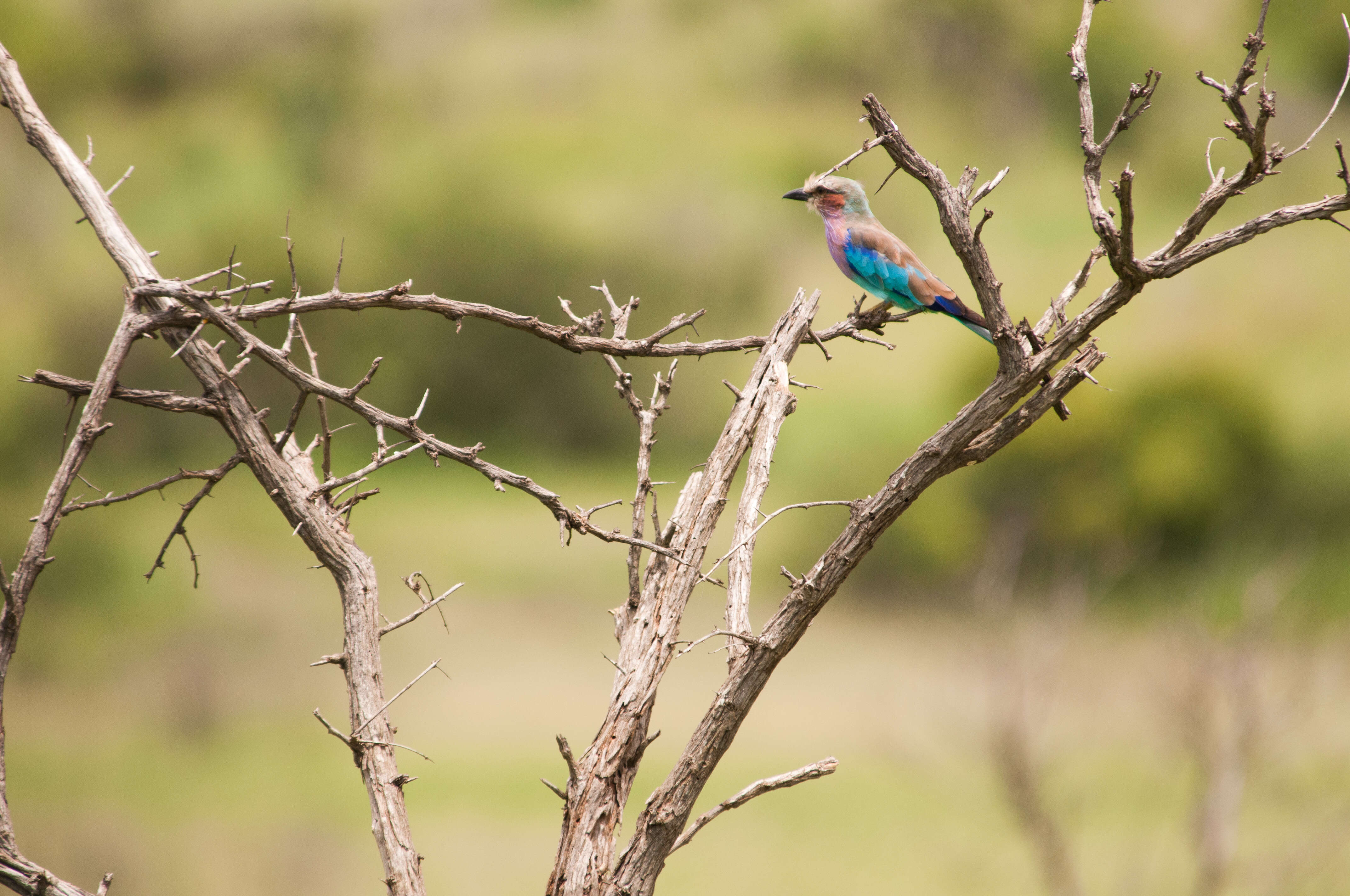 Image of Lilac-breasted Roller