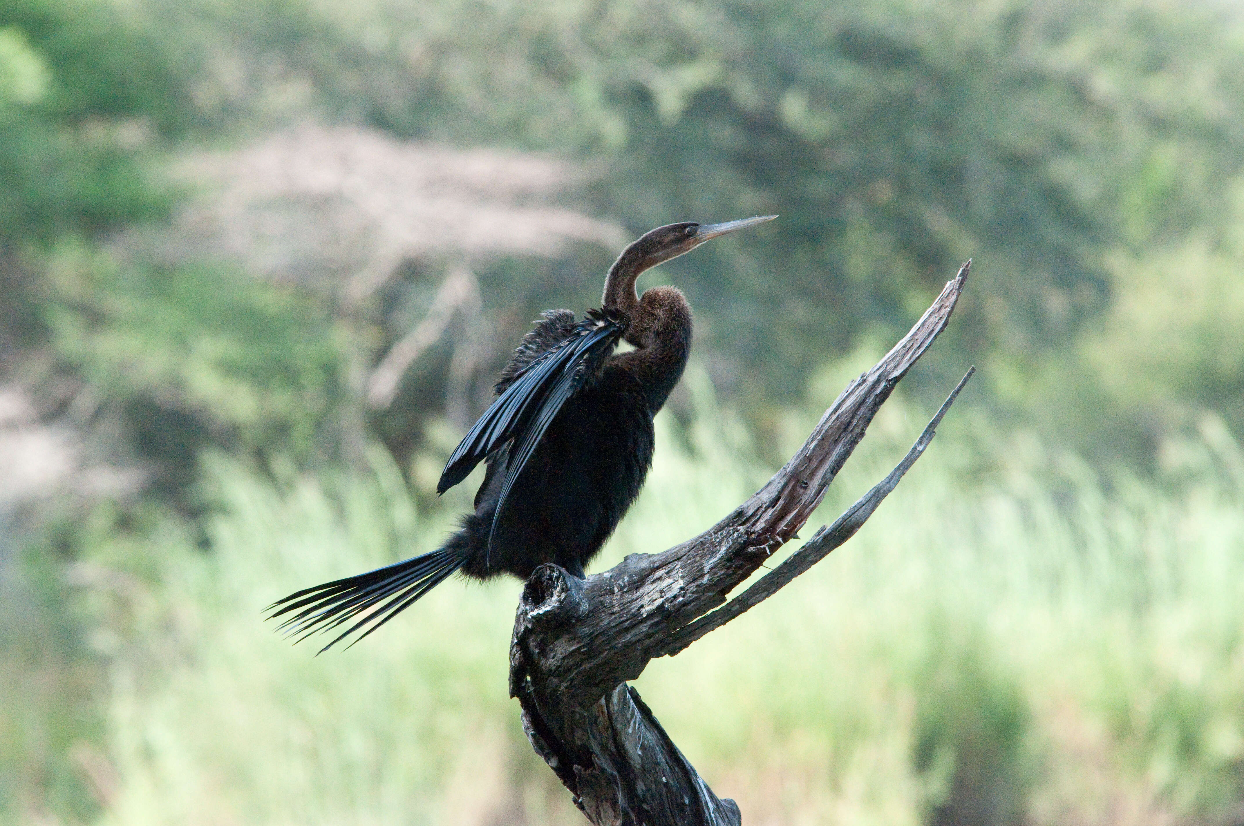 Image of African Darter