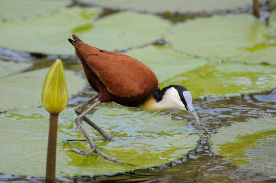 Image of Egyptian white water-lily