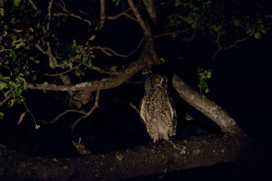 Image of Spotted Eagle-Owl