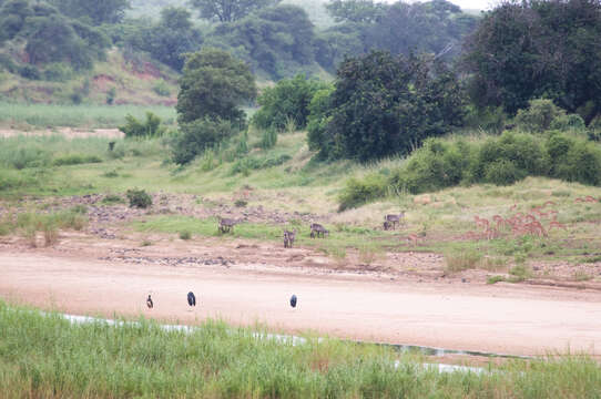 Image of Black Stork