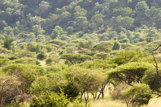 Vachellia tortilis (Forssk.) Galasso & Banfi的圖片