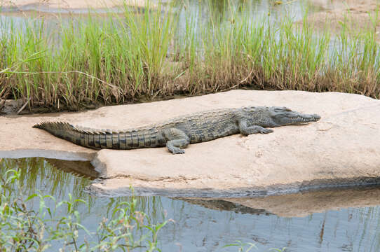 Image of Nile crocodile