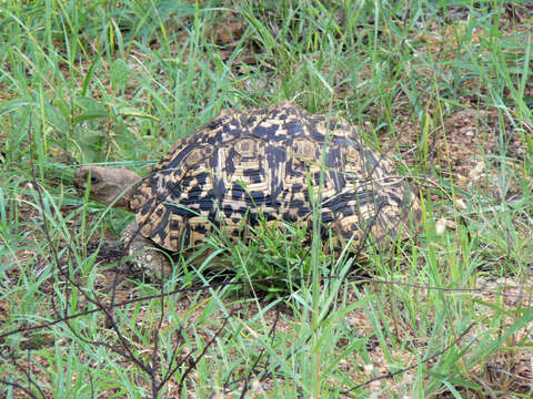 Image of Stigmochelys