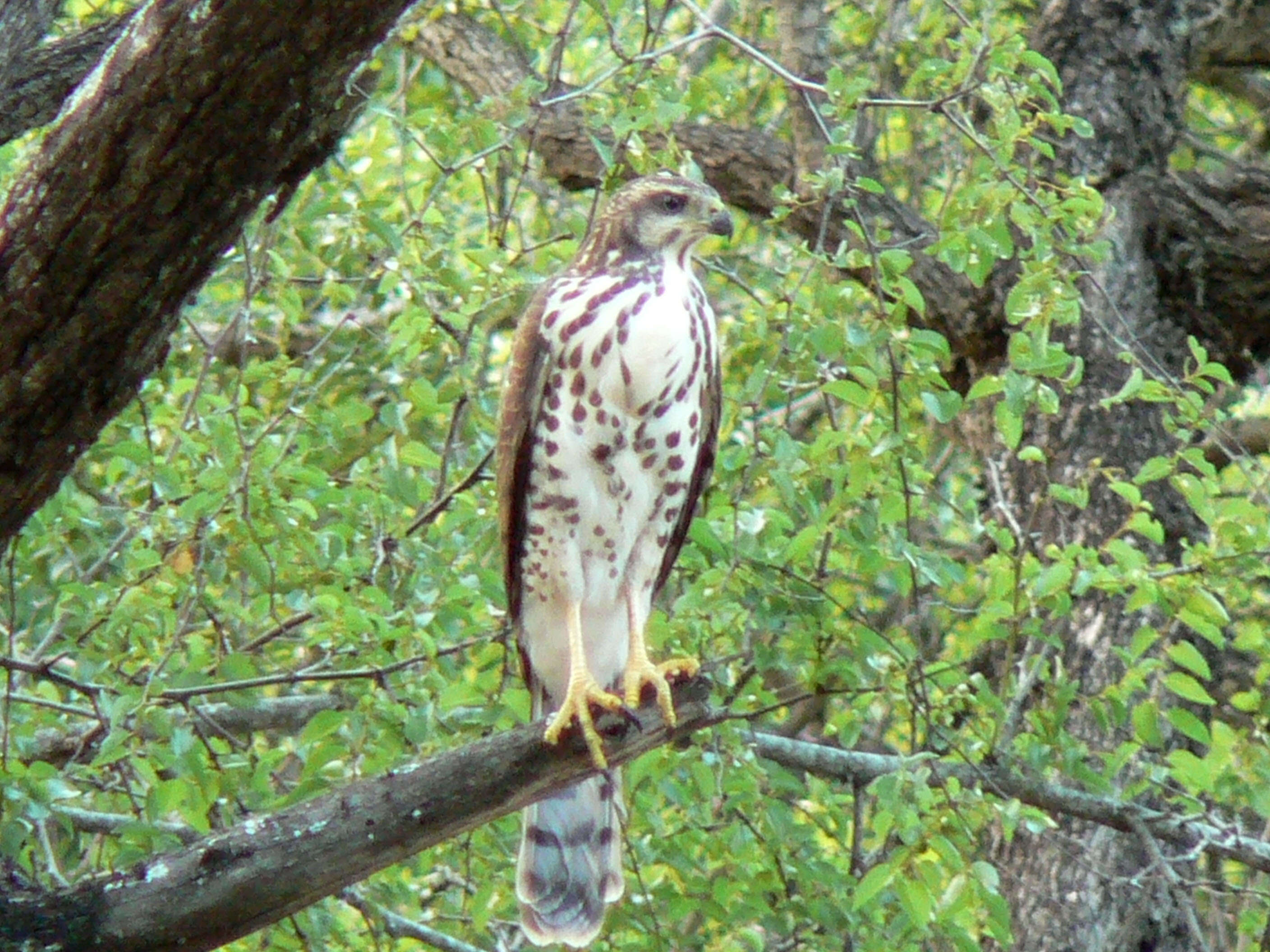 Accipiter tachiro (Daudin 1800)的圖片