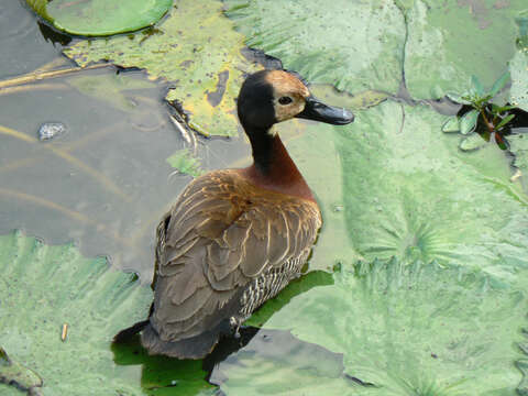 Image of White-faced Whistling Duck