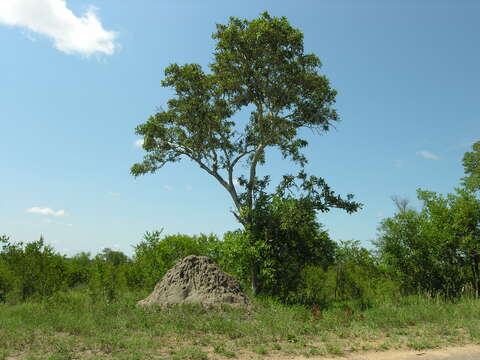 Image of Millettieae