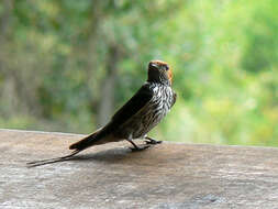 Cecropis abyssinica (Guérin-Méneville 1843) resmi