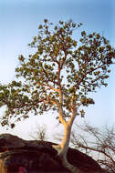 Image of Large-leaved rock fig